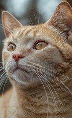 Close-up of a ginger cat with amber eyes gazing thoughtfully into the distance showing detailed fur and whiskers