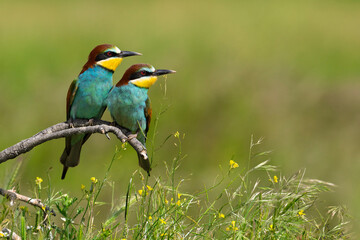 bee eaters perched on a branch