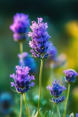 Obraz premium Close-up of vibrant purple lavender flowers with green stems and blurred natural background, evoking calm and freshness in sunlight