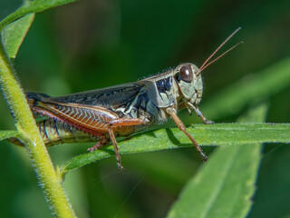 Red-legged Grasshopper in Weetamoo Woods, Tiverton, Rhode Island