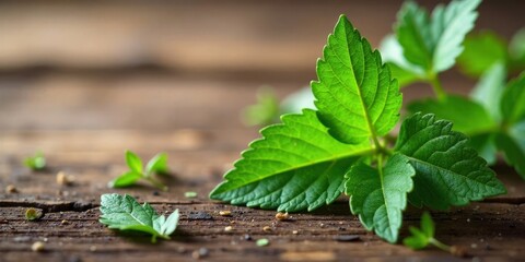 Vibrant Green Foliage on Rustic Wooden Surface, Displaying the Delicate Texture and Natural Beauty of Lush Greenery with Shallow Depth of Field