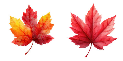 Watercolor Illustration of Two Maple Leaves in Red and Yellow Gradient Tones.