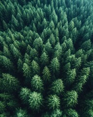 A dense, lush forest of evergreen trees captured from above, showing a vibrant green canopy conveying tranquility and natural beauty