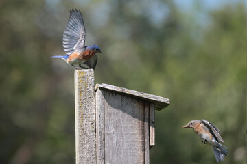 EAstern Bluebirds in spring