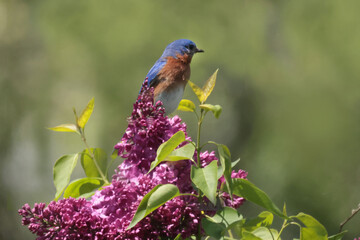 EAstern Bluebirds in spring