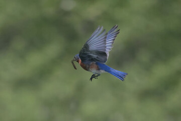 EAstern Bluebirds in spring