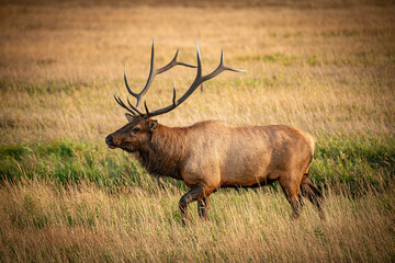 Elk in Rocky Mountain National Park