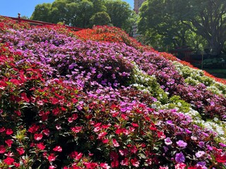 flowers in the garden