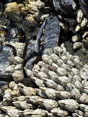 Fogarty Creek, Oregon Coast Barnacles and Mussels: Close-up of low tide pool life with clustered shells and textures, detailed marine biology reference. Beach hike, travel