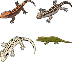 Fototapeta premium gecko image set
