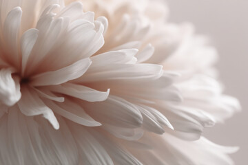Obraz premium closeup view of delicate flower petals resting on soft light background
