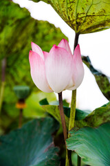 beautiful pink lotus bud, still closed, reaching upwards from the water amidst lush green leaves, symbolizing purity and new beginnings.