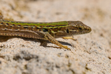 Field lizard (Podarcis siculus), on a rough stone surface under intense sunlight, Tuscany, Italy