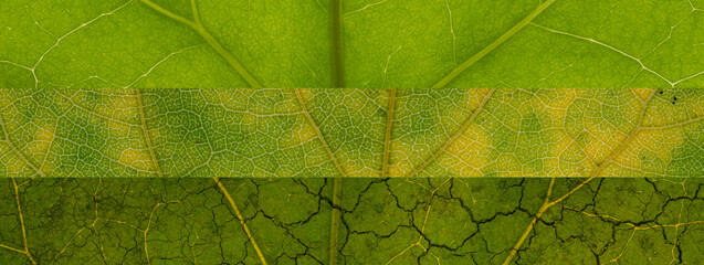 Detailed macro photography showing the evolution of leaf structures and patterns at different stages depicting natural growth and decay