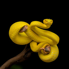 green snake on black background