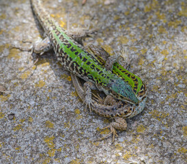 Two field lizards (Podarcis siculus) during the mating ritual, on a rough stone surface under intense sunlight, Tuscany, Italy