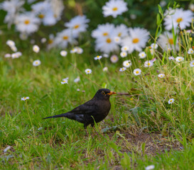 A common blackbird (Turdus merula) wandering in a lush meadow, surrounded by fresh green grass and blooming daisies, Tuscany, Italy
