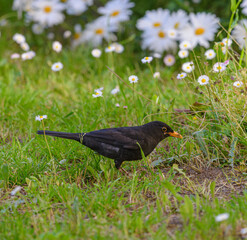 A common blackbird (Turdus merula) wandering in a lush meadow, surrounded by fresh green grass and blooming daisies, Tuscany, Italy