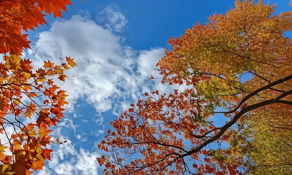Brilliant Low Angle View of Red and Orange Autumn Maple Leaves Against a Vibrant Blue Sky with Fluffy Clouds