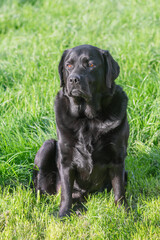 A Labrador Retriever dog sits on green grass.