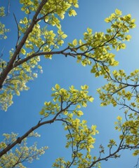 Fototapeta premium New leaves unfurling on branches against a clear blue sky, fantastic, forest