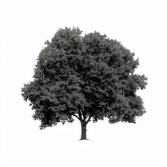 Fototapeta premium Detailed monochrome tree illustration