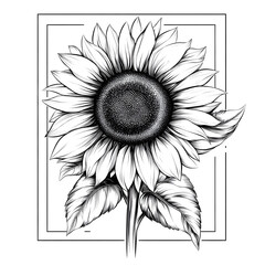 Fototapeta premium Professional Hand Drawn Sunflower Sketch on White Background for Floral Artwork and Design