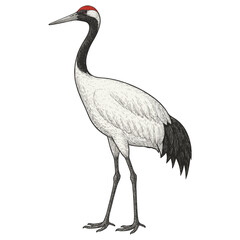 Obraz premium Red-crowned Crane – Realistic Vector of Graceful White Bird with Red Head