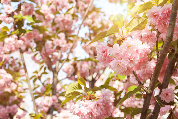 Obraz premium Beautiful blossoming sakura tree with pink flowers, closeup