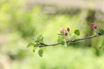 Beautiful blossoming apple tree with pink flowers outdoors, closeup