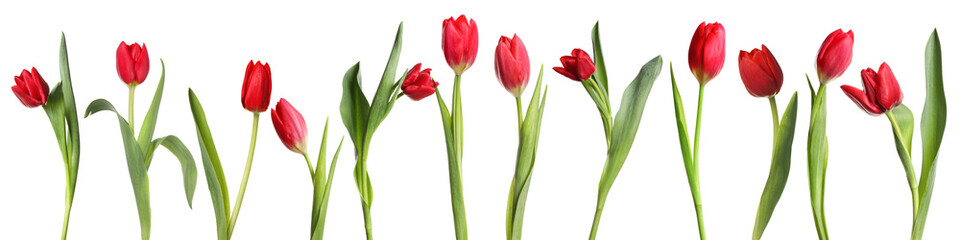 Beautiful red tulip flowers on white background, set
