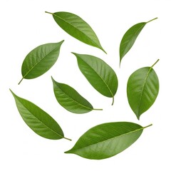 Naklejka premium Set of Flying Green Leaves – Isolated on White Background