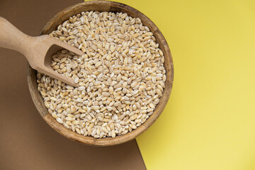 Pearl barley Whole spelt grain species. High protein fiber-rich vegan plant based food ingredient. Gluten free superfood healthy nutritional dietary alternative food 