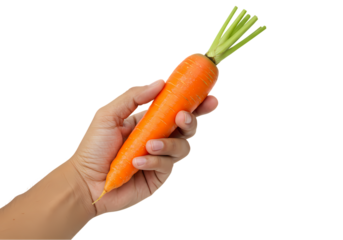 Fresh Organic Carrot in Hand Healthy Eating isolated on transparent background