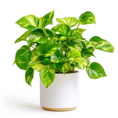 Pothos golden in pot, studio shot on white background