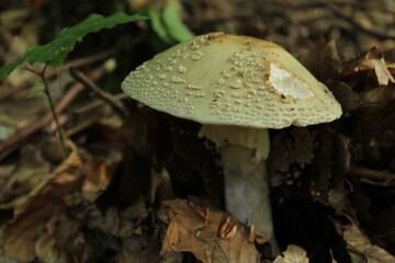 Mushroom, a False Death Cap or Citron Amanita in the forest - Amanita Citrina. Czech republic...