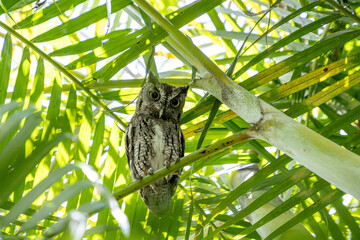 Female eastern screech owl Megascops asio perches on an areca palm frond