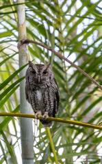 Female eastern screech owl Megascops asio perches on an areca palm frond