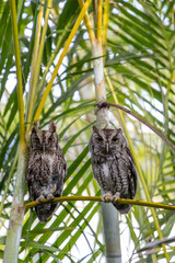 Pair of eastern screech owl Megascops asio perch on an areca palm frond
