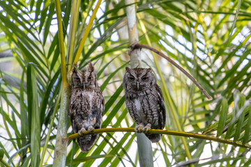 Pair of eastern screech owl Megascops asio perch on an areca palm frond
