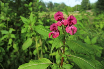 Himalayan Balsam Impatiens glandulifera.Soft pink blooming and budding Himalayan Balsam plant with dewdrops and spider silk on an early morning in the fall season. Beautiful floral background
