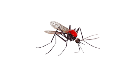 Detailed Closeup of a Mosquito with Red Head Insect Anatomy Study