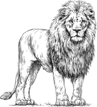 鉛筆画　ライオン Lion ライオン : ネット絵師・独言の鉛筆画 - 絵画