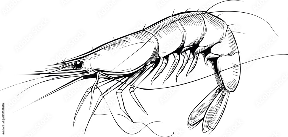 Poster detailed monochrome sketch of a shrimp with intricate linework. vector illustration