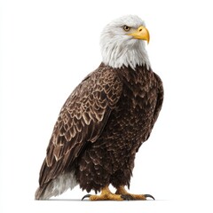 Fototapeta premium Bald eagle isolated on transparent background, full body shot