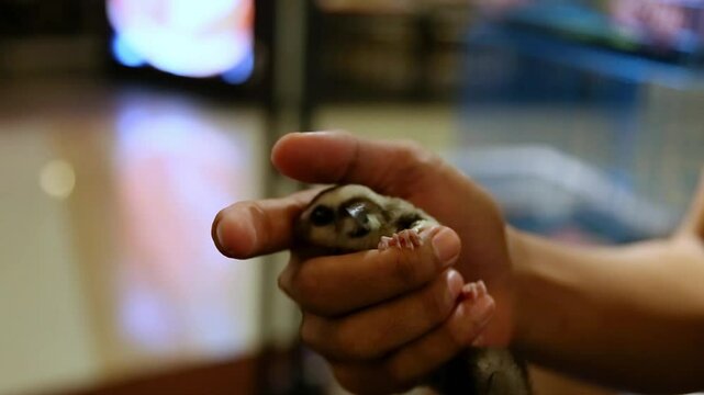 A small sugar glider held in hand, perfect for content videos related to animal rescue, exotic pet videos, stock videos or animal care videos.