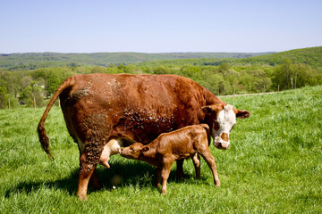 Mom and calf