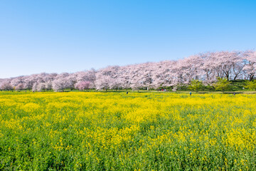 権現堂桜堤　幸手市