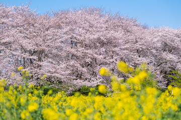 権現堂桜堤　幸手市