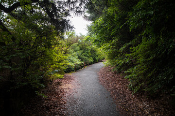 The rabbit paradise of Hiroshima Prefecture, Japan, Ōkunoshima Island in summer